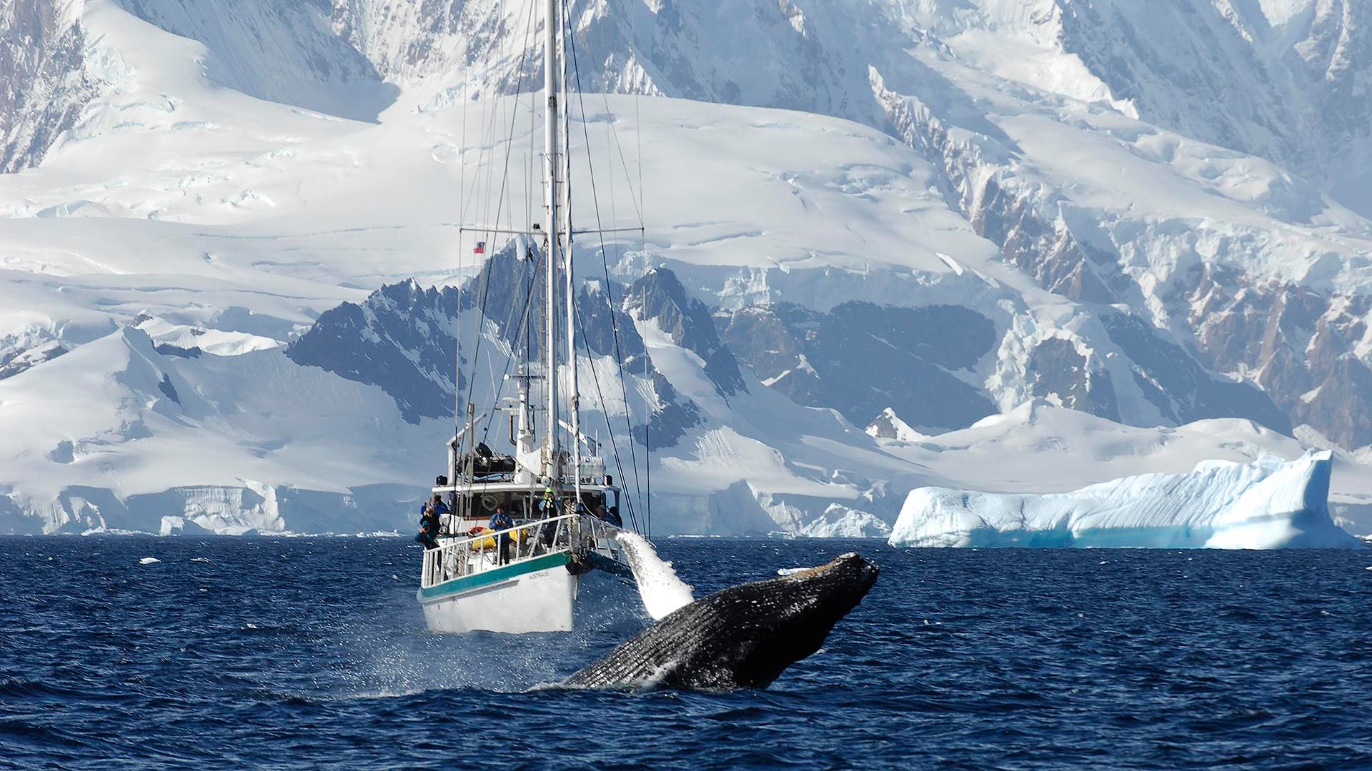 Baleine devant un voilier en Antarctique
