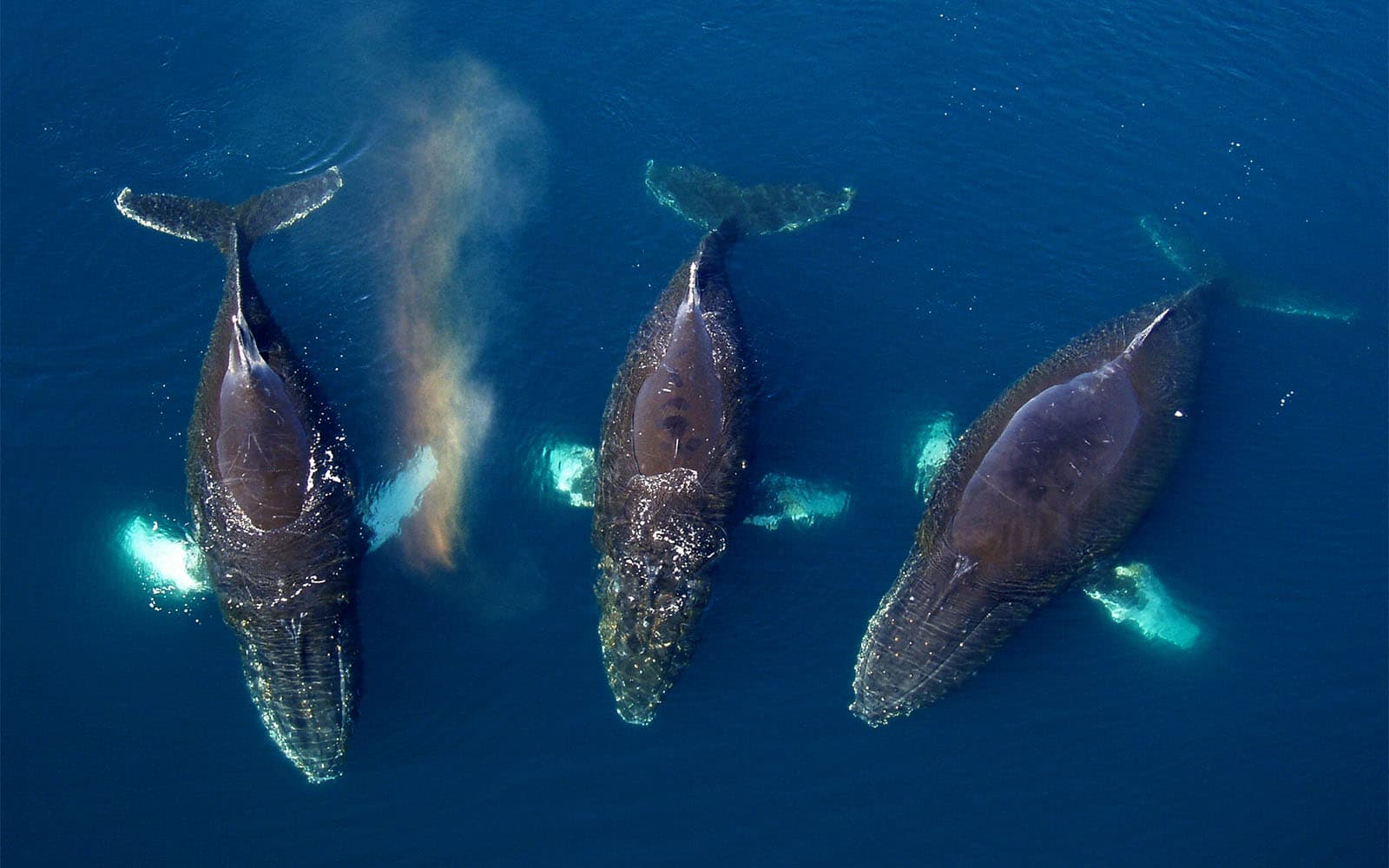 baleines devant un voilier en Antarctique
